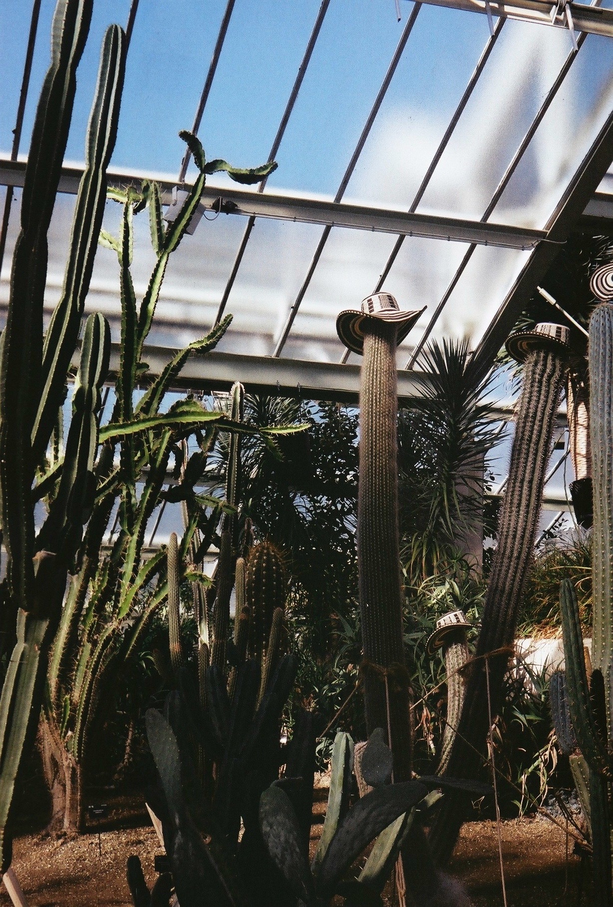 Cacti reaching toward a glass roof